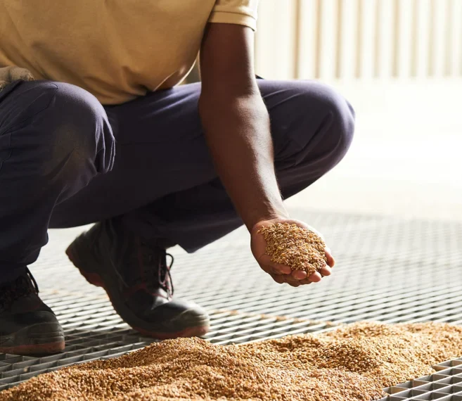 Foodtec reforça stock com 50 toneladas de trigo para produção de farinha
