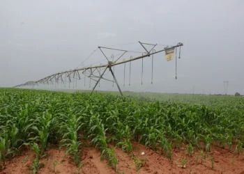 BDA impulsiona facturação de 11,7 mil milhões de kwanzas  em 6 anos da Fazenda PIPE