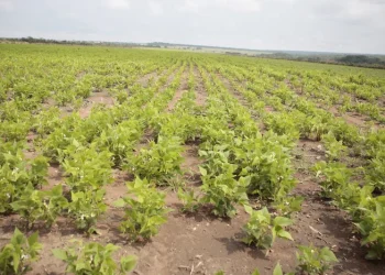 Agricultores querem maior abertura  da banca para o aumento da produção