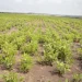Agricultores querem maior abertura da banca para o aumento da produção
