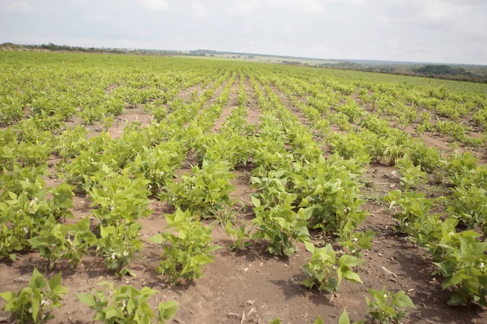 Agricultores querem maior abertura da banca para o aumento da produção