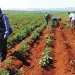 Homenagem aos camponeses: Heróis da auto-suficiência alimentar