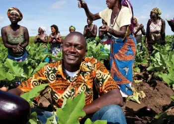 75 mil toneladas de produtos do campo vão ser colhidos na campanha agrícola 2024/25 no Zaire 