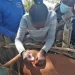 Instituto de Veterinária com dificuldades  para promoção da sanidade animal