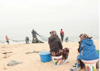 Fraca captura de peixe ameaça destruir mais de mil postos de trabalho em Benguela