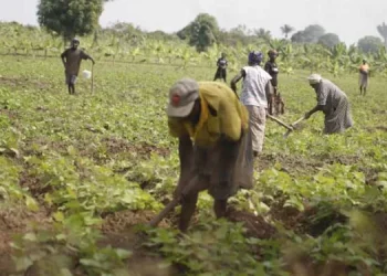 Carta do leitor:A importância da agricultura…