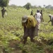 Carta do leitor:A importância da agricultura…