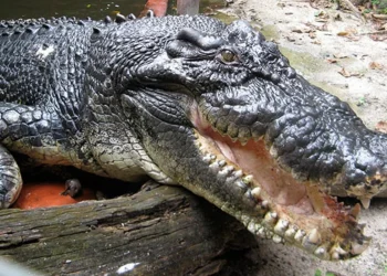 Morreu o Crocodile  Dundee perto  dos 90 anos