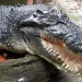 Morreu o Crocodile Dundee perto dos 90 anos