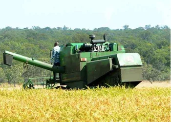Produção de arroz aumenta para 50 mil toneladas em dois anos