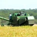 Produção de arroz aumenta para 50 mil toneladas em dois anos