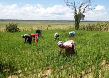 Produção de arroz em Angola aumenta para 50 mil toneladas