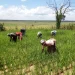 Produção de arroz em Angola aumenta para 50 mil toneladas