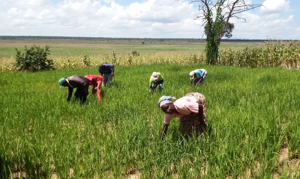 Produção de arroz em Angola aumenta para 50 mil toneladas