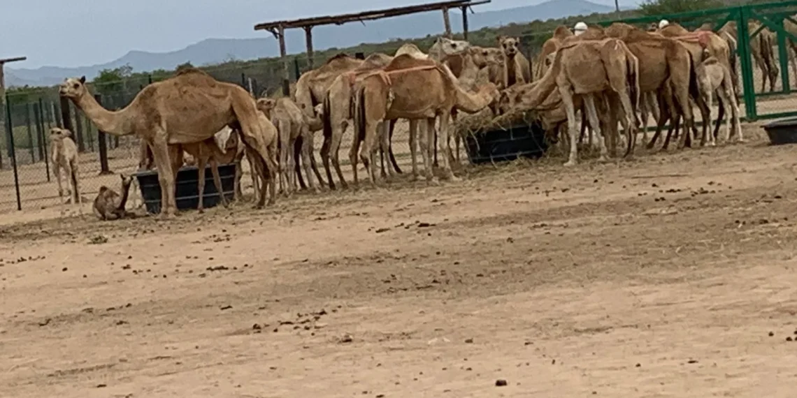 Projecto de criação de camelos com bons resultados no Namibe