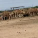 Projecto de criação de camelos com bons resultados no Namibe