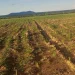 Reforço da agricultura familiar carece de brigadas independentes de máquinas