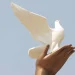Carta do leitor:Preservar a paz…