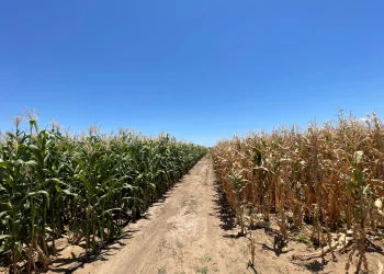 Empresa de capital nacional aposta  na produção de sementes que se  adaptam ao clima do sul do país