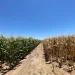 Empresa de capital nacional aposta  na produção de sementes que se  adaptam ao clima do sul do país