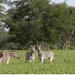 Estrangeiros interessados em fomentar o turismo no Bicuar
