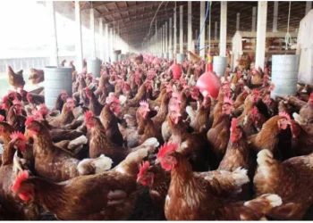 Associação dos Avicultores desconhece  estatística da produção de frangos no  país e anuncia levantamento