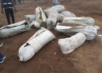 Detidos quatro cidadãos por cultivo de liamba em Malanje