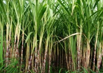 Grupo empresarial Modern perspectiva investir 400 milhões de dólares na produção de açúcar em Angola