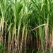 Grupo empresarial Modern perspectiva investir 400 milhões de dólares na produção de açúcar em Angola