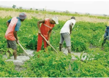 Perímetro irrigado do Uaba fomenta agricultura familiar na Huíla