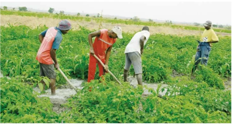 Perímetro irrigado do Uaba fomenta agricultura familiar na Huíla