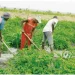 Perímetro irrigado do Uaba fomenta agricultura familiar na Huíla