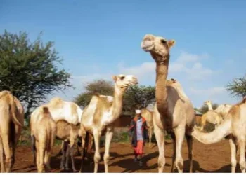 Caraculo com nova gestão de criação de camelos para impulsionar o turismo