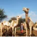 Caraculo com nova gestão de criação de camelos para impulsionar o turismo