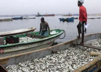 Associações revelam que muitos pescadores artesanais vivem tempos difíceis por escassez de peixe no mar