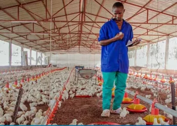 Produtores de frango defendem isenção de 5% na importação de matérias-primas