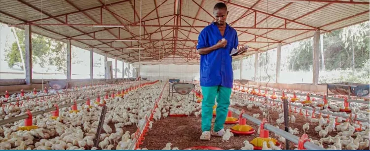 Produtores de frango defendem isenção de 5% na importação de matérias-primas