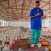 Produtores de frango defendem isenção de 5% na importação de matérias-primas