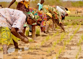 Campanha agrícola prevê a colheita de mais de 400 toneladas de arroz no Cubango