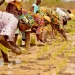Campanha agrícola prevê a colheita de mais de 400 toneladas de arroz no Cubango