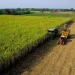 BAD vai injectar 200 milhões de dólares para o fomento do sector agrícola