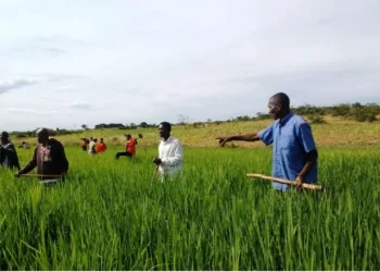 Falta de moagem e cascadeiras na Ganda ameaça mais de 30 toneladas de arroz