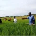 Falta de moagem e cascadeiras na Ganda ameaça mais de 30 toneladas de arroz