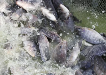 Ministério das Pescas investe 900 milhões em projectos de aquicultura