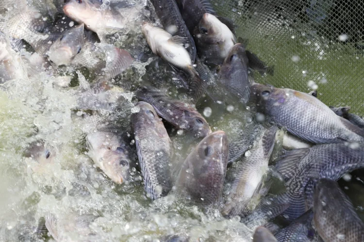 Ministério das Pescas investe 900 milhões em projectos de aquicultura