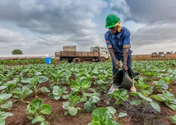 CNJ apela aos jovens para apostarem na agricultura como actividade para criar riqueza
