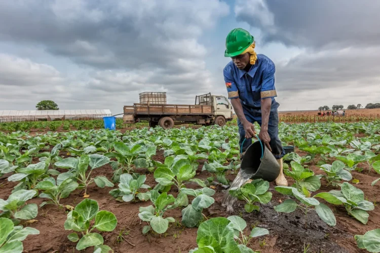 CNJ apela aos jovens para apostarem na agricultura como actividade para criar riqueza