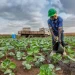CNJ apela aos jovens para apostarem na agricultura como actividade para criar riqueza