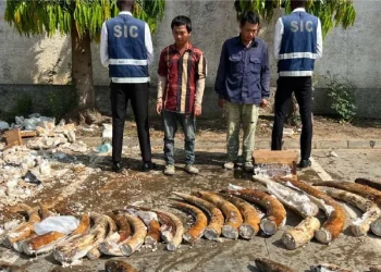 Cidadãos detidos com marfins equivalentes a 15 elefantes mortos