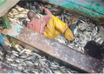 Medida restritiva na captura de peixe pode influenciar aumento de preços, alerta economista